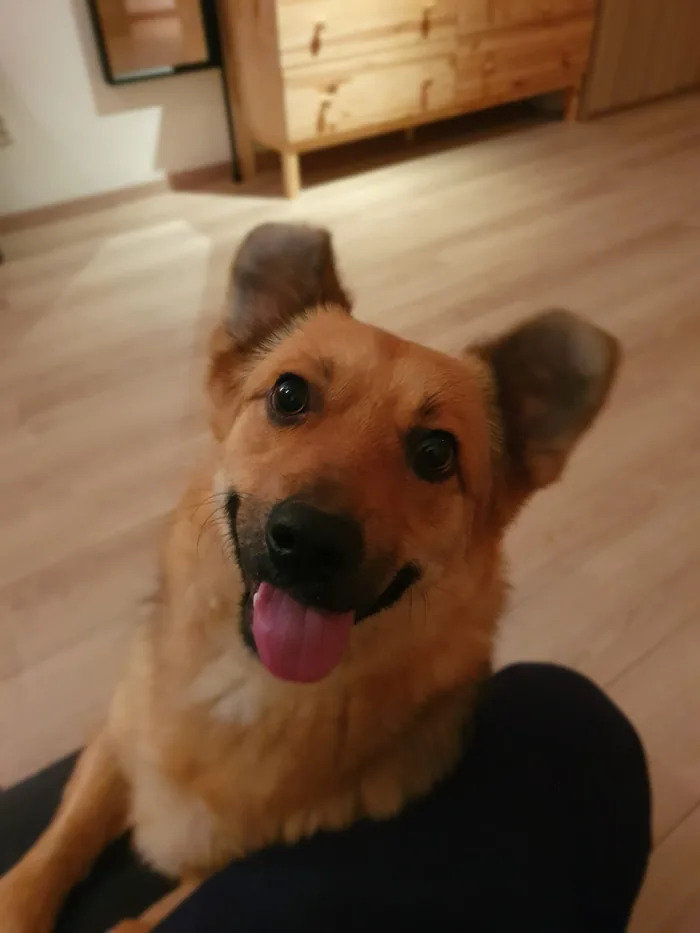 Angelo, my corgi